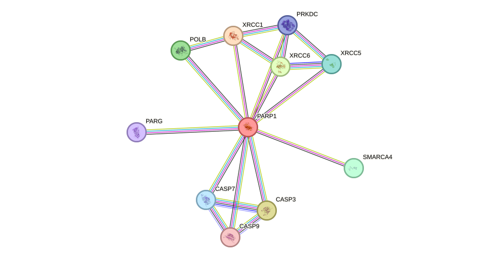 Protein-Protein network diagram for PARP1
