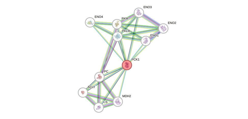 Protein-Protein network diagram for PCK1