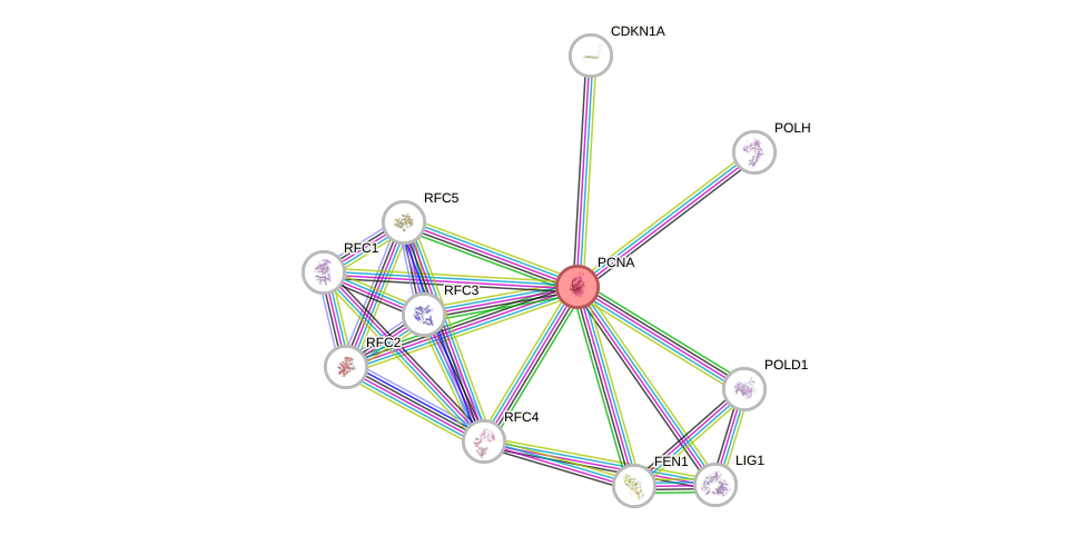 Protein-Protein network diagram for PCNA