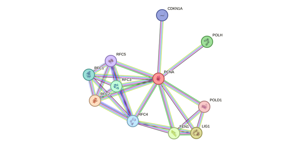 Protein-Protein network diagram for PCNA