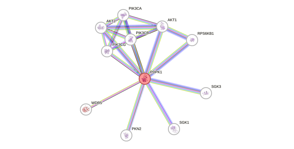 Protein-Protein network diagram for PDPK1