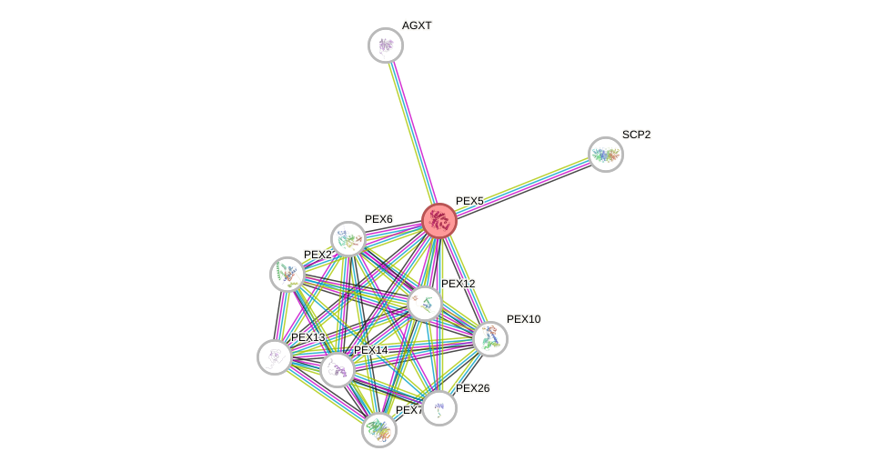 Protein-Protein network diagram for PEX5