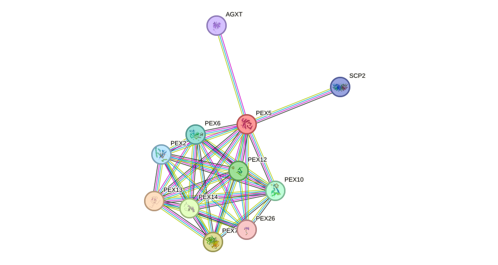 Protein-Protein network diagram for PEX5