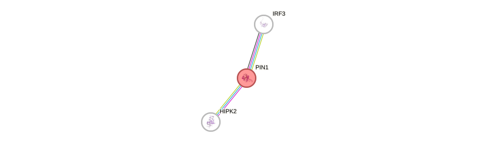 Protein-Protein network diagram for PIN1