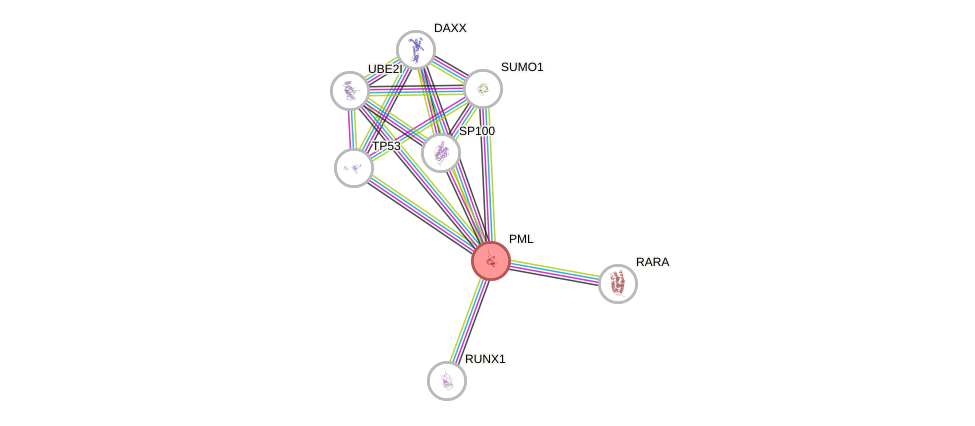 Protein-Protein network diagram for PML