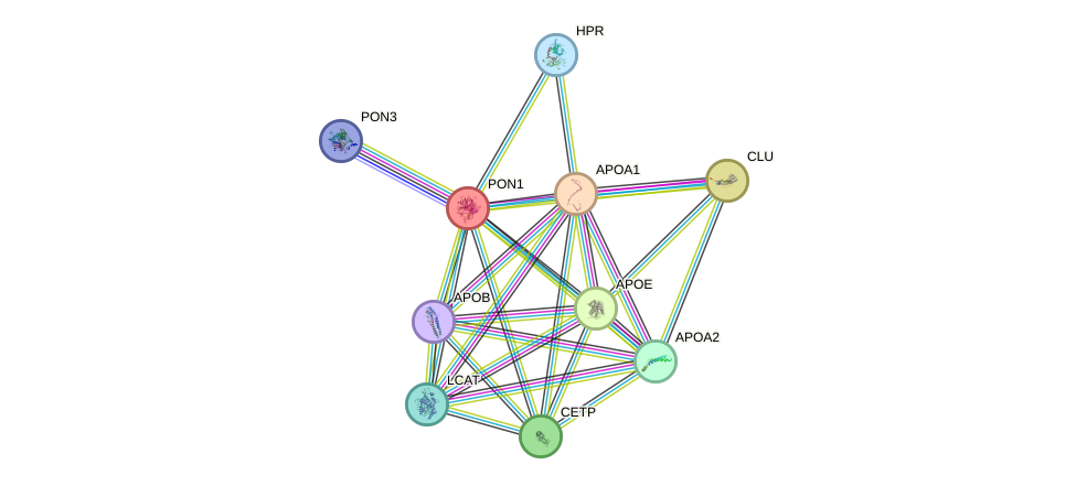 Protein-Protein network diagram for PON1