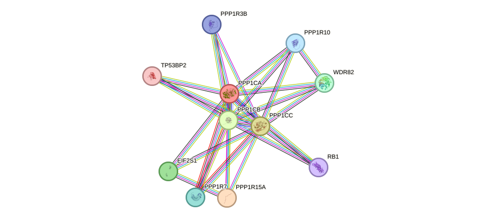 Protein-Protein network diagram for PPP1CA