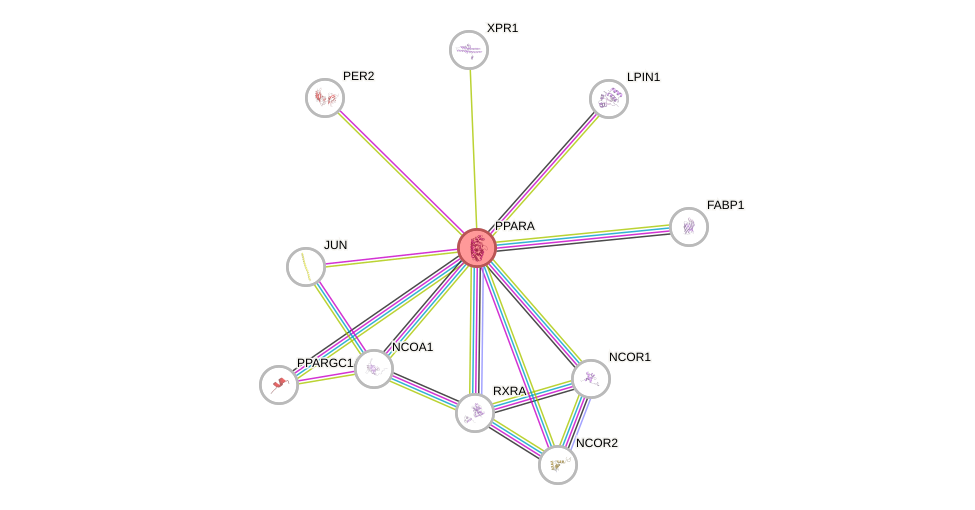Protein-Protein network diagram for PPARA