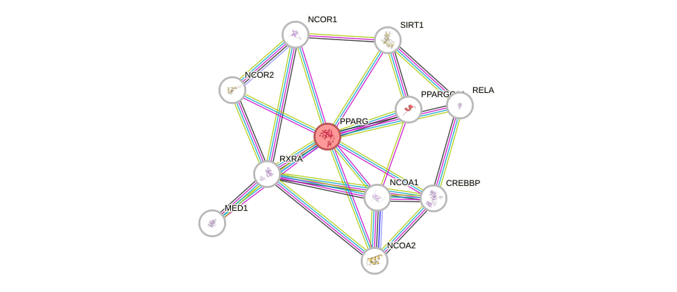 Protein-Protein network diagram for PPARG