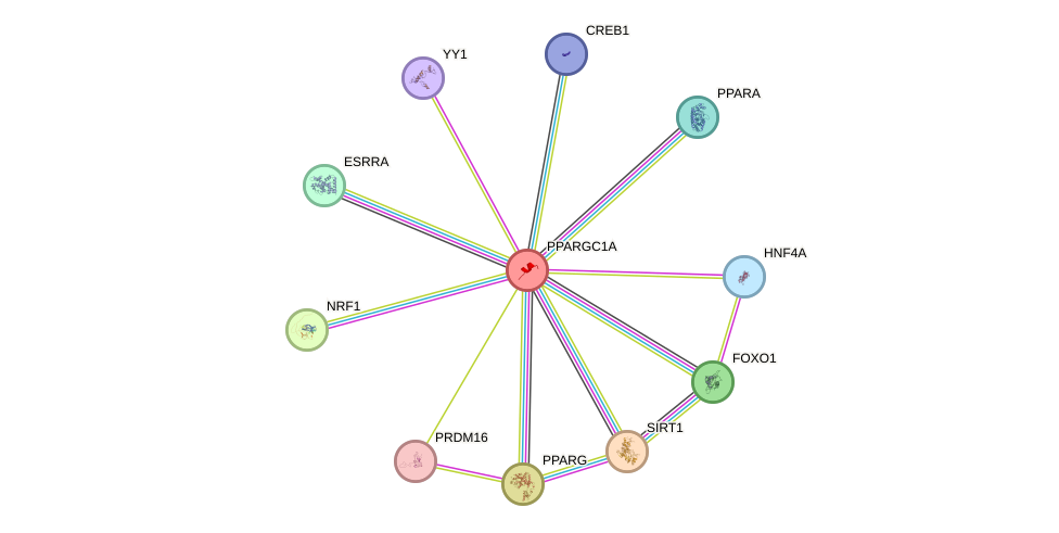 Protein-Protein network diagram for PPARGC1A