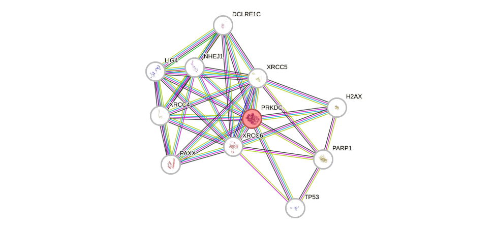 Protein-Protein network diagram for PRKDC