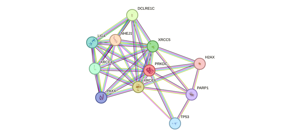 Protein-Protein network diagram for PRKDC