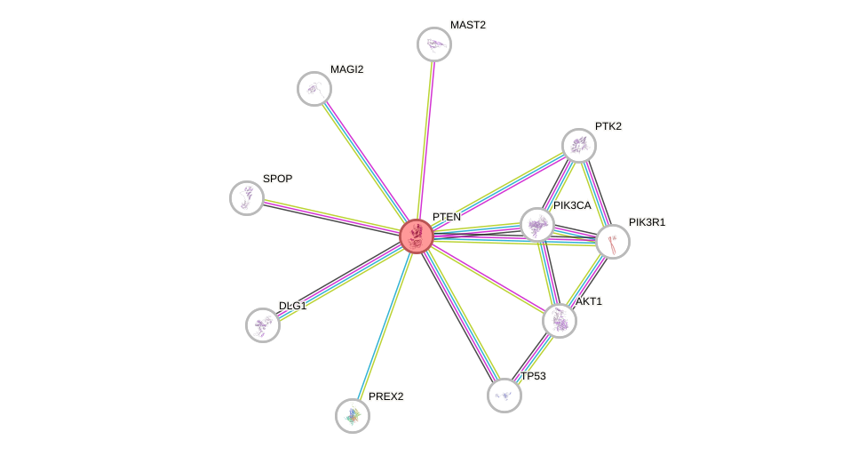 Protein-Protein network diagram for PTEN