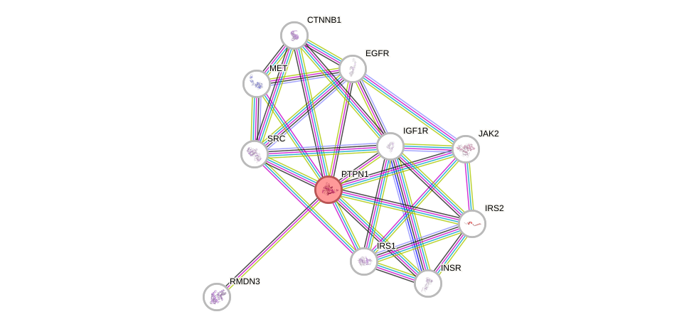Protein-Protein network diagram for PTPN1