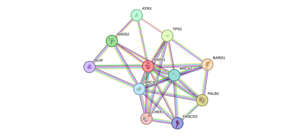 Protein-Protein network diagram for RAD51