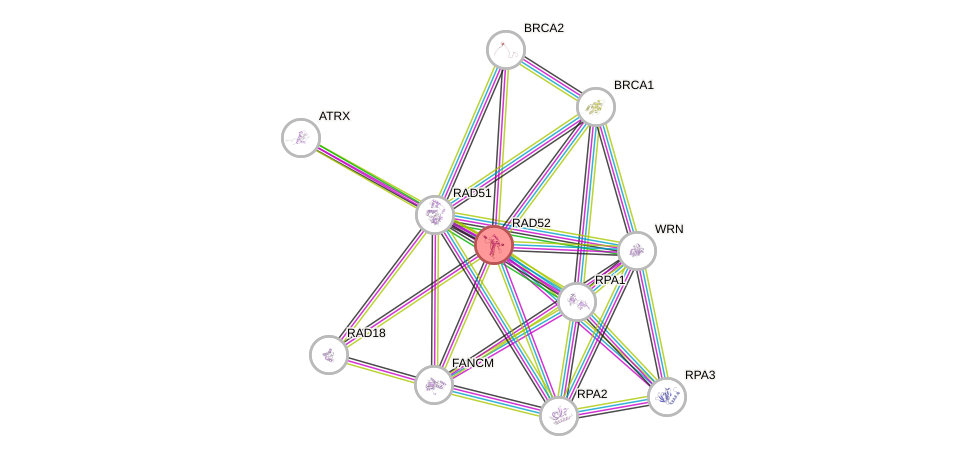 Protein-Protein network diagram for RAD52