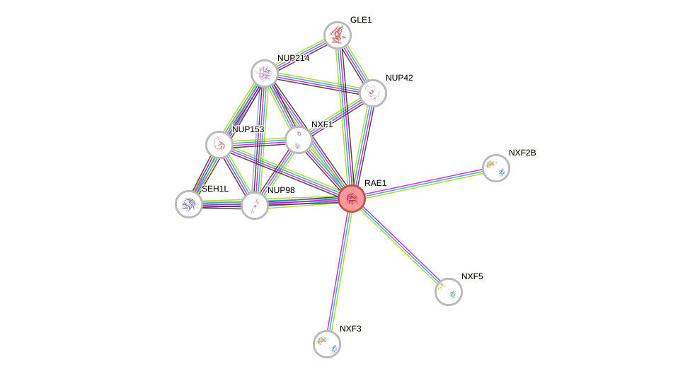 Protein-Protein network diagram for RAE1