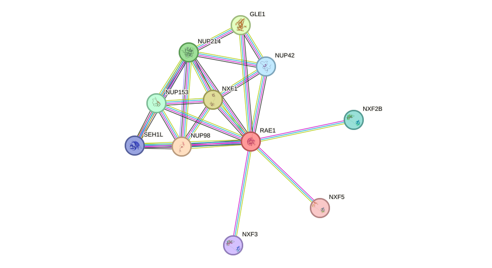 Protein-Protein network diagram for RAE1