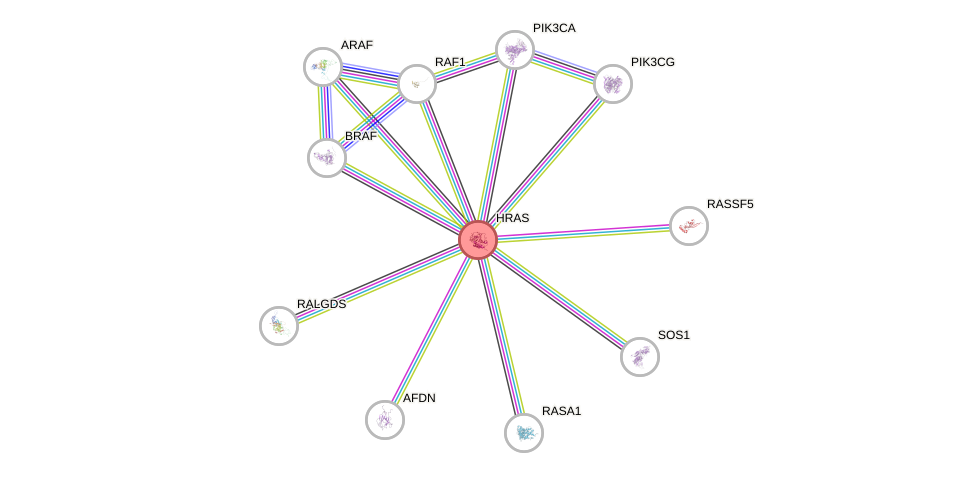 Protein-Protein network diagram for HRAS