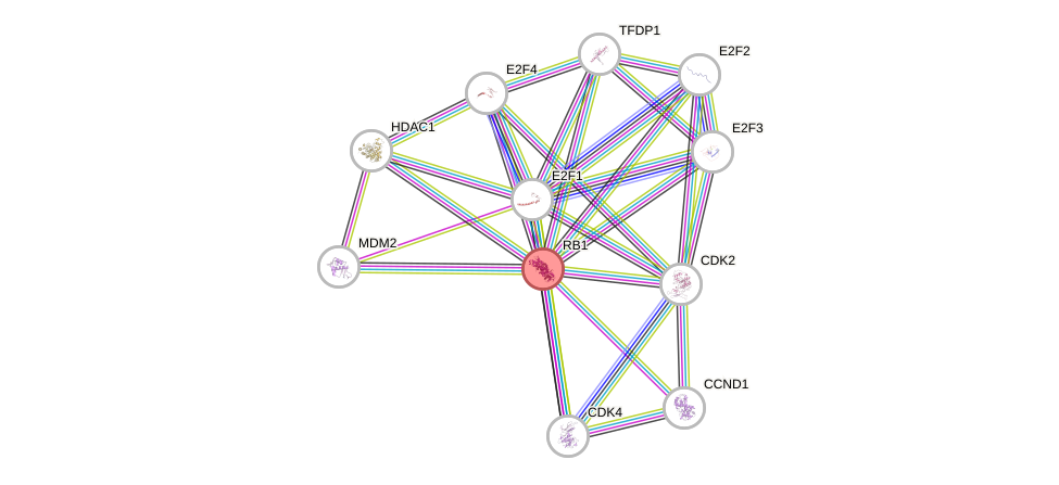 Protein-Protein network diagram for RB1
