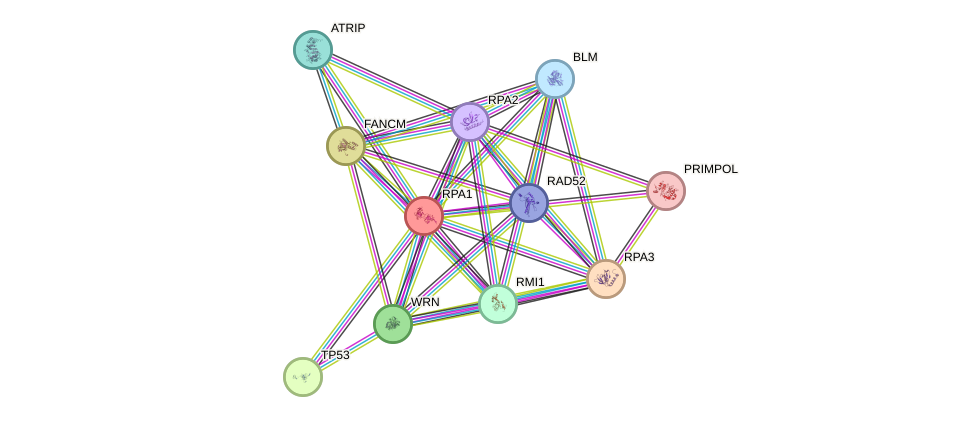 Protein-Protein network diagram for RPA1