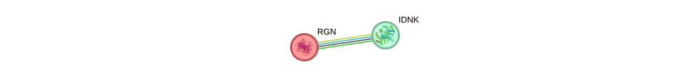 Protein-Protein network diagram for RGN