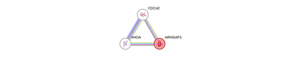 Protein-Protein network diagram for ARHGAP1