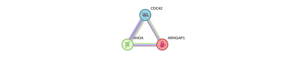 Protein-Protein network diagram for ARHGAP1