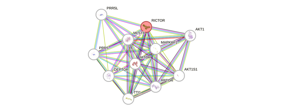 Protein-Protein network diagram for RICTOR