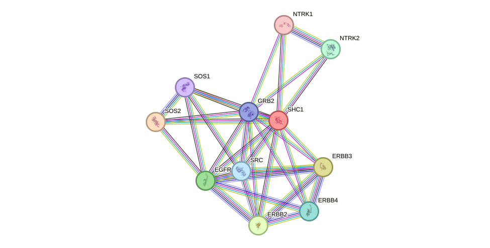 Protein-Protein network diagram for SHC1