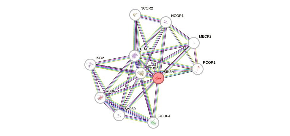 Protein-Protein network diagram for SIN3A