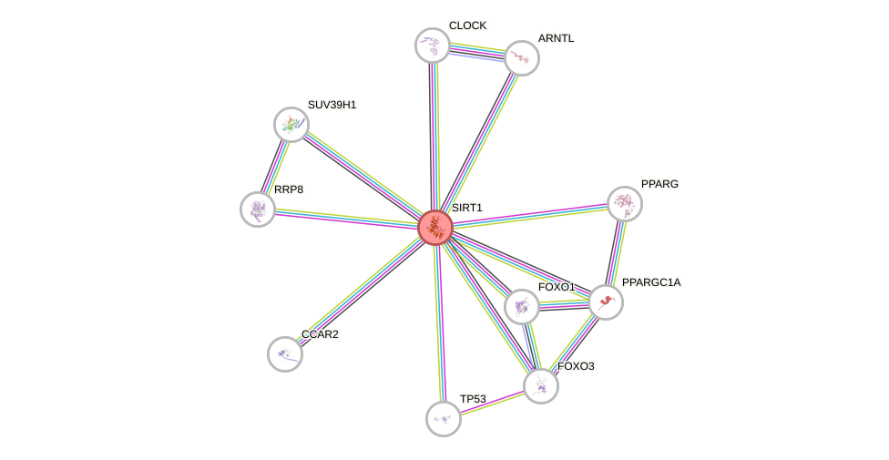 Protein-Protein network diagram for SIRT1