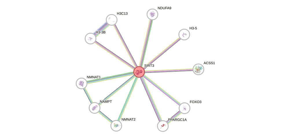 Protein-Protein network diagram for SIRT3