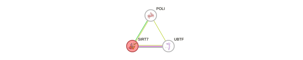 Protein-Protein network diagram for SIRT7