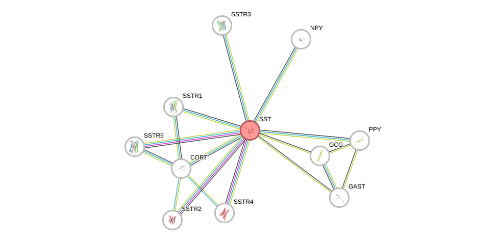 Protein-Protein network diagram for SST