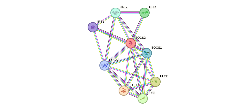 Protein-Protein network diagram for SOCS2