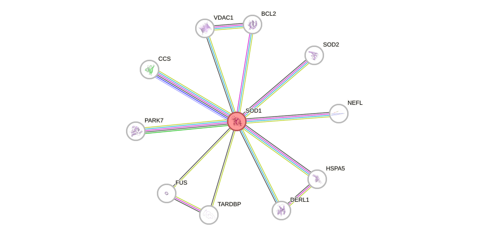 Protein-Protein network diagram for SOD1