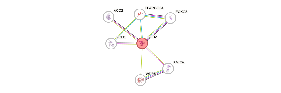 Protein-Protein network diagram for SOD2