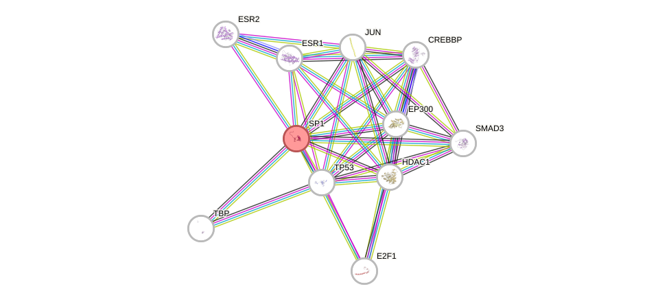 Protein-Protein network diagram for SP1