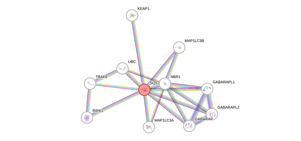 Protein-Protein network diagram for SQSTM1