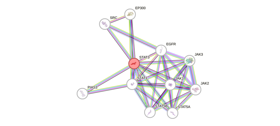 Protein-Protein network diagram for STAT3