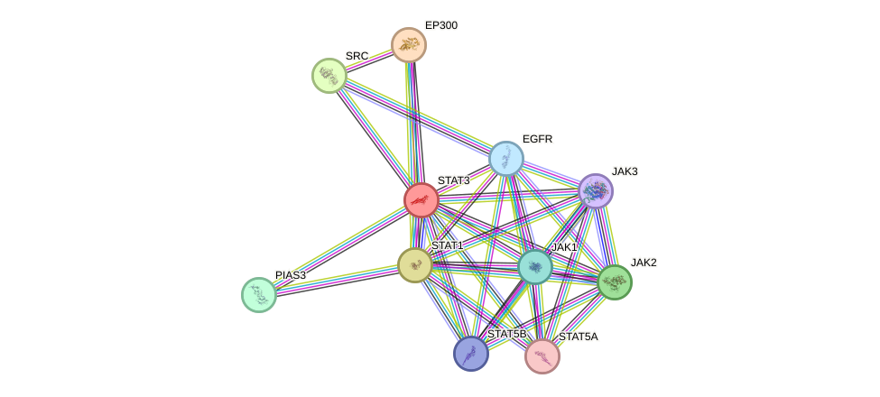 Protein-Protein network diagram for STAT3