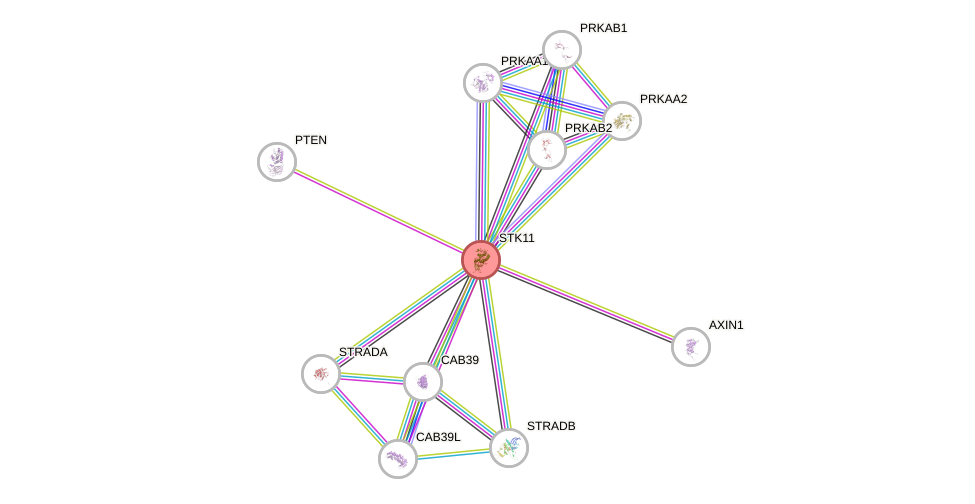 Protein-Protein network diagram for STK11