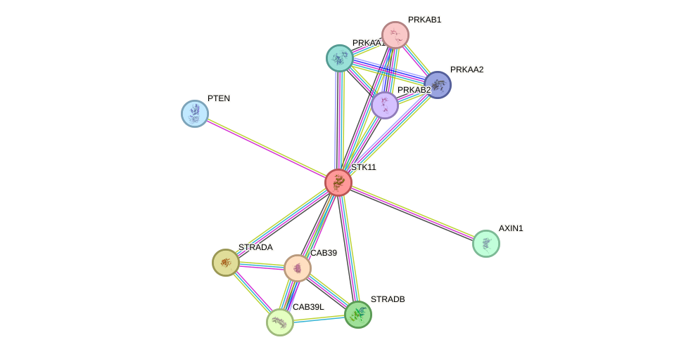 Protein-Protein network diagram for STK11