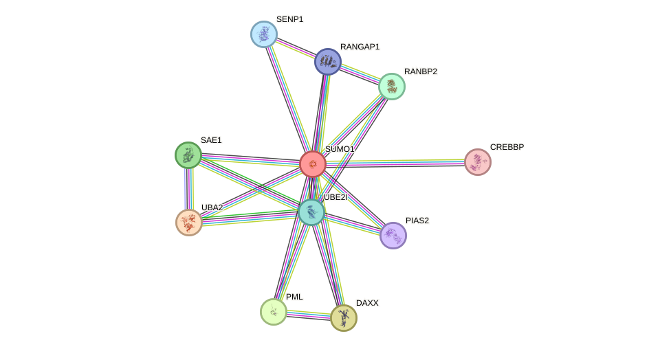 Protein-Protein network diagram for SUMO1