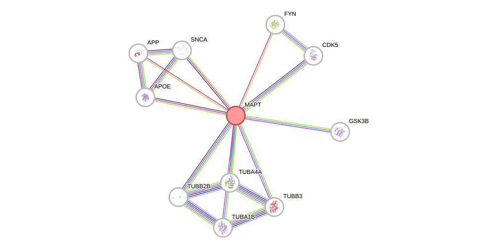 Protein-Protein network diagram for MAPT