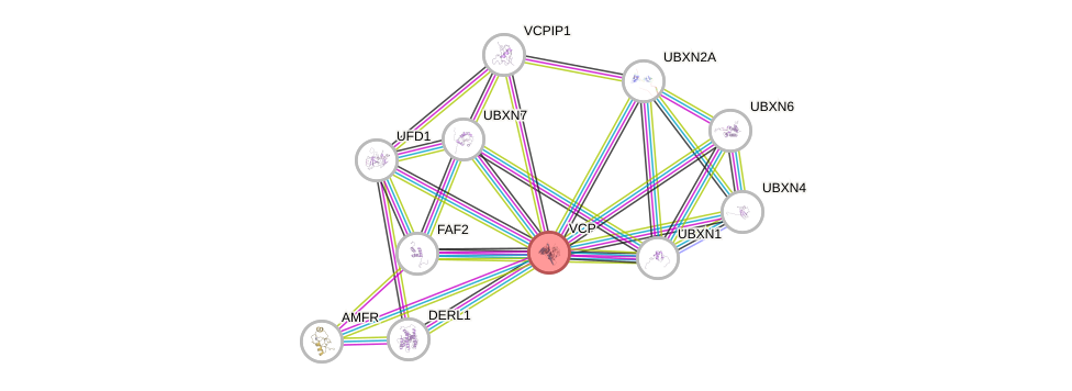 Protein-Protein network diagram for VCP