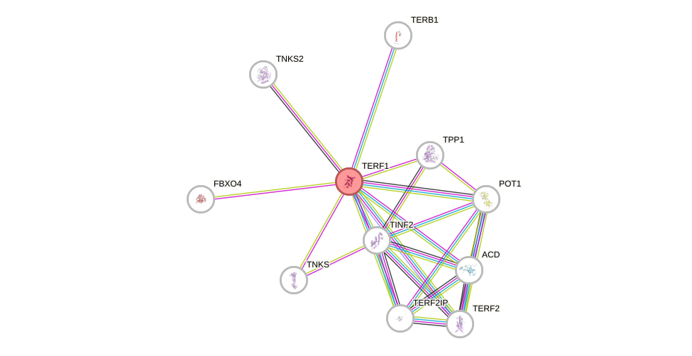 Protein-Protein network diagram for TERF1