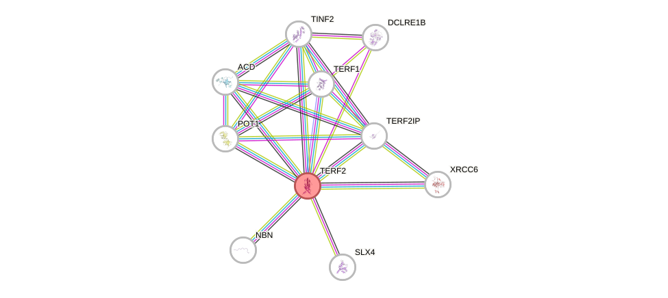 Protein-Protein network diagram for TERF2