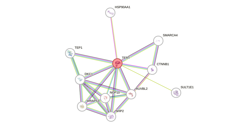 Protein-Protein network diagram for TERT